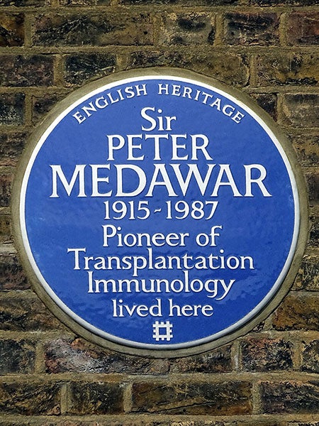 Blue Plaque honoring Peter Medawar, 25 Downshire Hill, Hampstead, London Borough of Camden (Wikimedia commons)