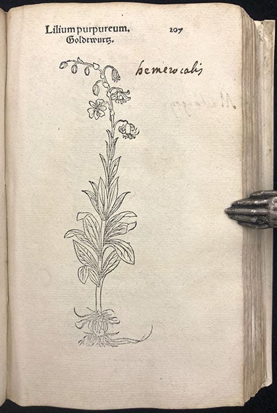 Purple daylily (Hemerocallis), woodcut, Primi de stirpium historia, by Leonhart Fuchs, p. 107, 1545 (Linda Hall Library)
