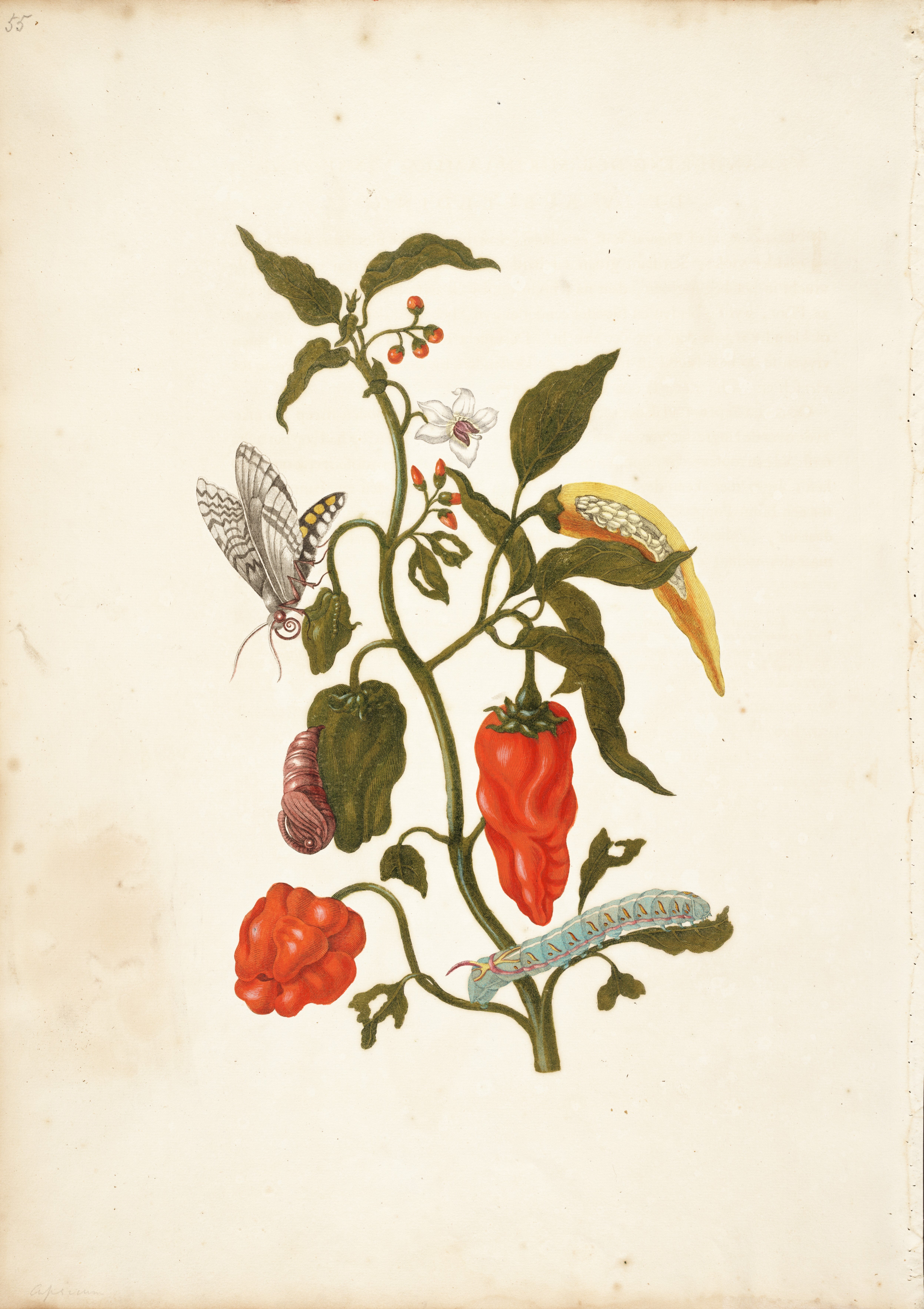 Many of the fruits and vegetables growing in Surinam were new to Merian. She was fascinated by the interaction of plants and people, taking an approach that today would be called ethnobotany. In her descriptions, she provides information on the use of food plants such as cacao and red pepper by Surinam natives, and compares bananas to apples.