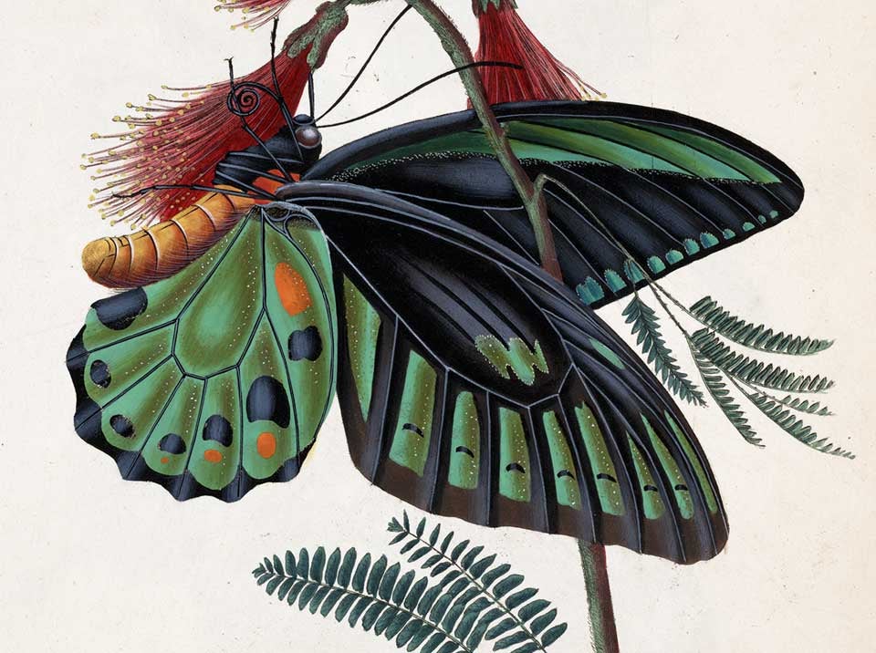 Green Birdwing butterfly, on a Mimosa. Image source: Donovan, Edward. An Epitome of the Natural History of the Insects of India. London: T. Bensley, 1800, pl. 16.