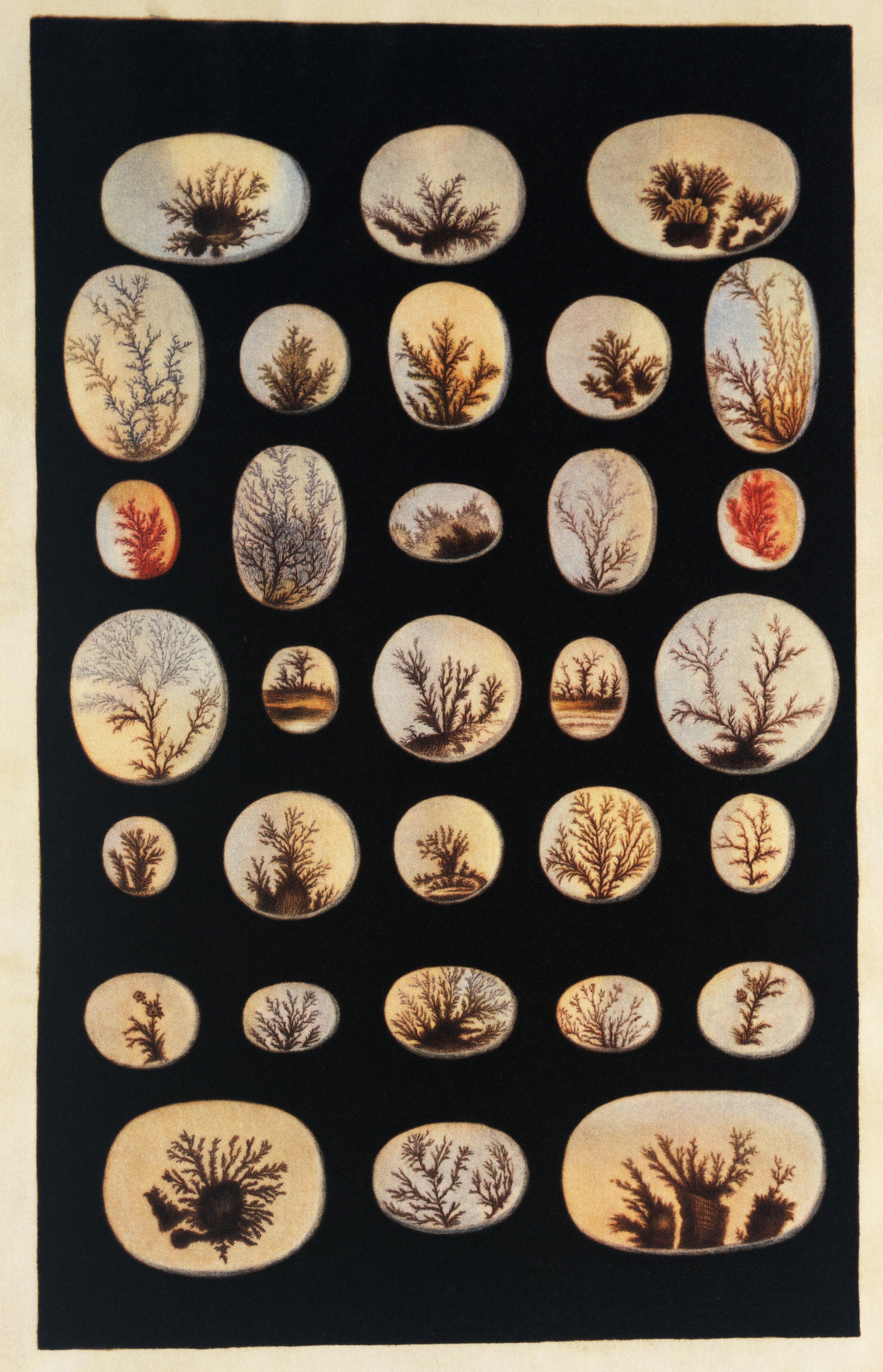 The watercolor paintings in MIS are from the collection owned by the Russian Royal family. They provided the proof that the plates illustrating Rumphius’ Ambonese Curiosity Cabinet were the original work of Merian. Image source: Merian, Maria Sibylla, et al. Maria Sibylla Merian: The St. Petersburg Watercolours. Prestel, 2003, p. 69.