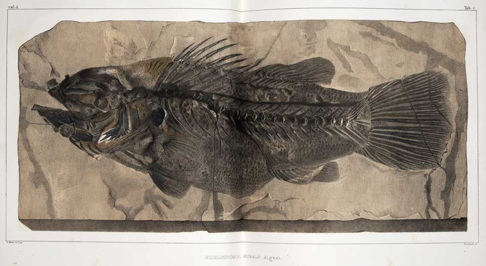 Ctenoid fish fossil. Image source: Agassiz, Louis. Recherches sur les poissons fossiles. Atlas, vol. 4, Impr. de Petitierre, 1833, pl. 2.