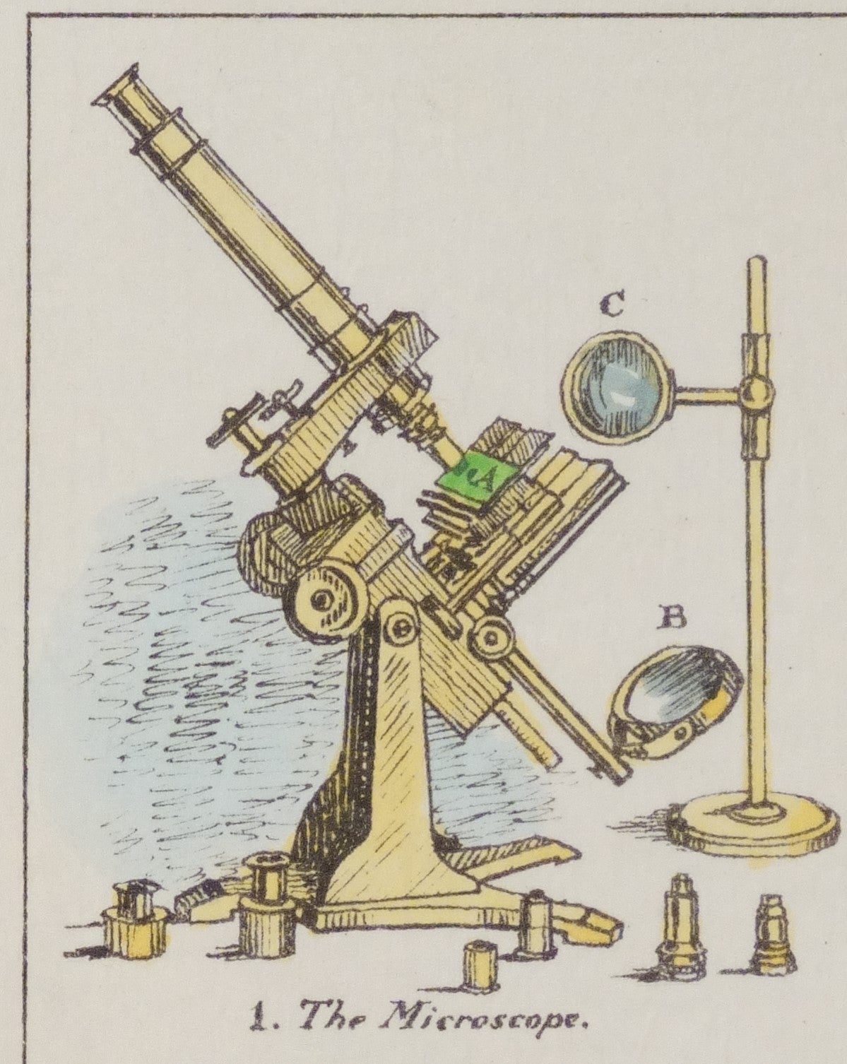 Mary Ward Sketches With the Microscope - Detail of microscope image from first plate