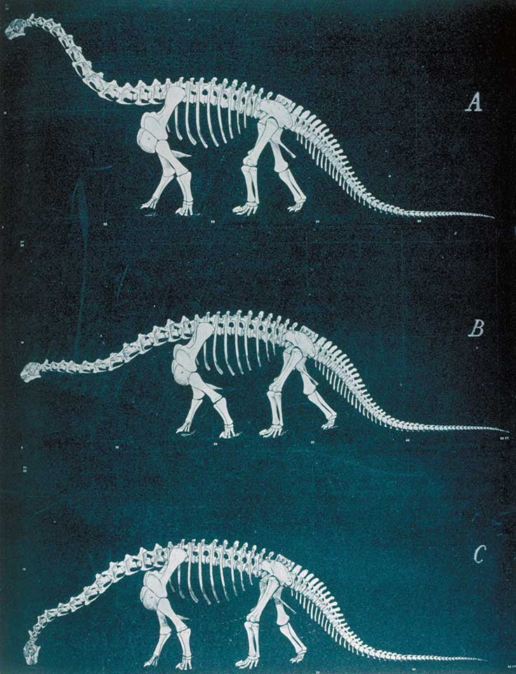 Three poses of Camarasaurus skeleton as mounted flat cardboard model in 1918. This work was on display in the original exhibition as item 39. Image source: Osborn, Henry Fairfield; Mook, Charles Craig. "Camarasaurus, Amphicoelias, and other sauropods of Cope," in: Memoirs of the American Museum of Natural History, new series, vol. 3 (1921), part 3, p. 285.