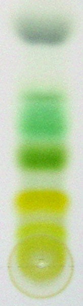 A modern separation of plant pigments into chlorophylls (green), carotenes (orange) and xanthrophylls (yellow), by thin-layer chromatography (Wikimedia commons)