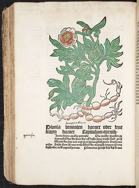 Peony, hand-colored woodcut, [Gart der Gesundheit], printed by Peter Schoeffer, Mainz, chap. 298, 1485 (Linda Hall Library)