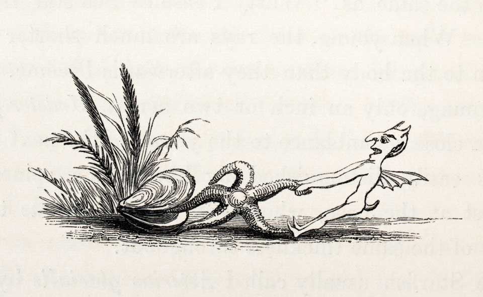 “Starfish saved from danger,” vignette. Image source: Forbes, Edward. A History of British Star-Fishes, and Other Animals of the Class Echinodermata. London: John Van Voorst, 1841, p. 82.