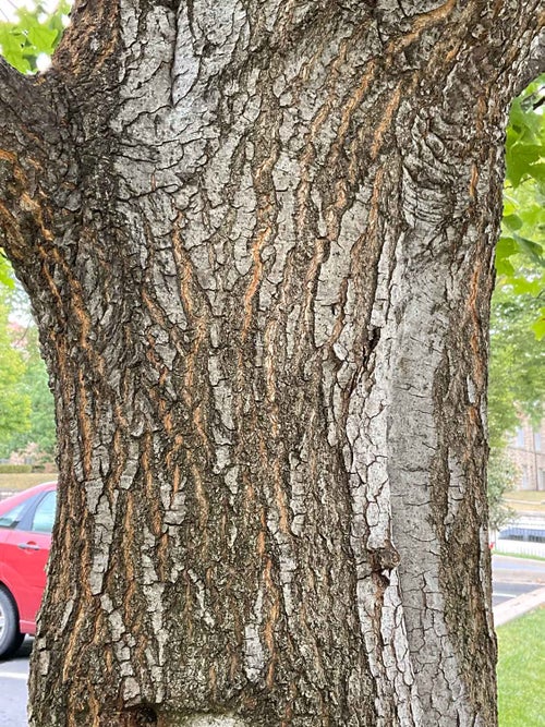 Scarlet Oak bark