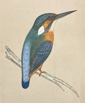 Kingfisher, colored wood engraving by Benjamin Fawcett (cropped),  A History of British Birds, by Francis Orpen Morris, vol. 1, plate 46, p. 302, 1851 (Linda Hall Library)