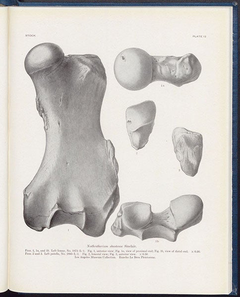 Femur of Nothrotherium shastense, photograph of a drawing?, in Cenozoic Gravigrade Edentates of Western North America, by Chester Stock, plate 45 at end, 1925 (Linda Hall Library)