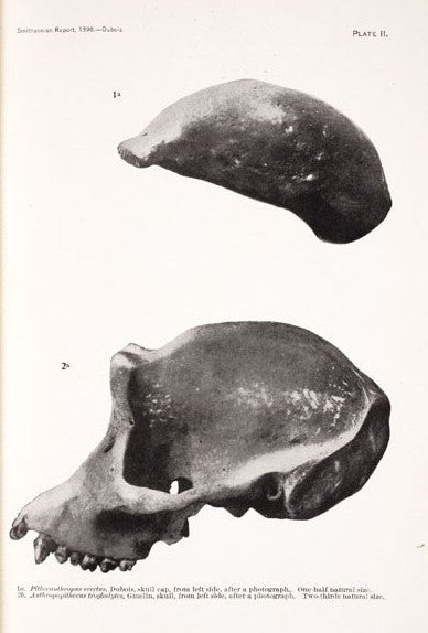 Pithecanthropus skull cap and Anthropopithecus skull. Image source: Debois, Eugene. “Pithecanthropus Erectus: A Form from the Ancestral Stock of Mankind.” Smithsonian Institution, Annual Report, 1898, pl. 2.