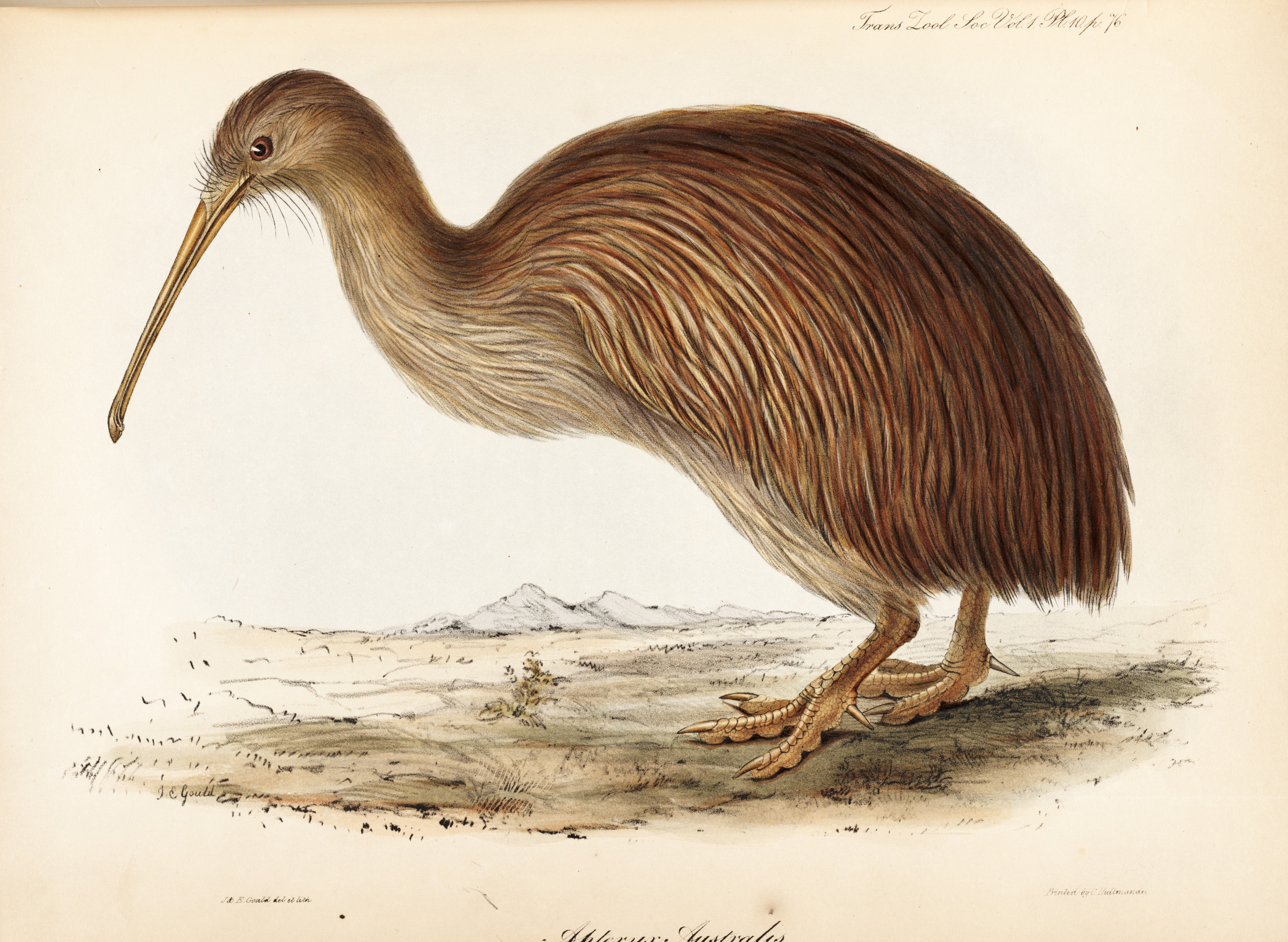Apteryx Australis. Illustration by Elizabeth Gould, one of Gould’s early works. Image source: Yarrell, William. “Description, with some additional Particulars, of the Apteryx Australis of Shaw.” Transactions of the Zoological Society of London, vol. 1, 1835, pl. 10.