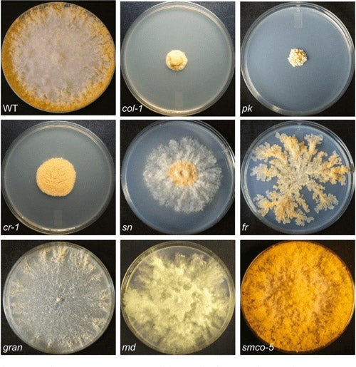 Mutated strains of Neurospora (bread mold), failing to thrive on their media, with wild unmutated bread mold at upper left. This is from a modern (2014) paper on Neurospora, not from any work of Beadle and Tatum, and is used here just to show what effect mutation has on Neurospora growth (semanticscholar.org)