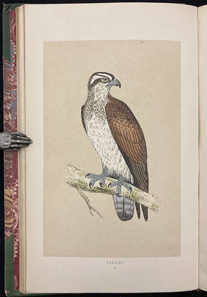 Osprey, colored wood engraving by Benjamin Fawcett, A History of British Birds, by Francis Orpen Morris, vol. 1, plate 6, p. 31, 1851 (Linda Hall Library)