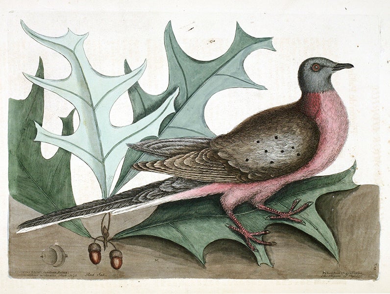 Palumbus migratorius, the Pigeon of Passage, hand-colored engraving in The Natural History of Carolina, Florida, and the Bahama Islands, by Mark Catesby, second edition, vol. 1, 1754 (The Linda Hall)