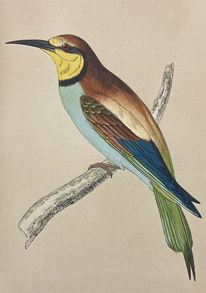 Bee-eater, colored wood engraving by Benjamin Fawcett (cropped), A History of British Birds, by Francis Orpen Morris, vol. 1, plate 47, p. 312, 1851 (Linda Hall Library)