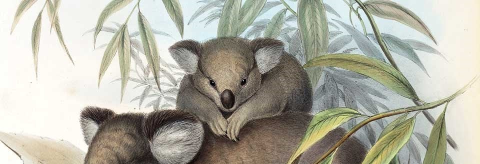 Phascolarctos cinereus (Koalas). Image source: Gould, John. The Mammals of Australia. Vol. 1, London: Printed by Taylor and Francis, published by the author, 1863, pl. 14.