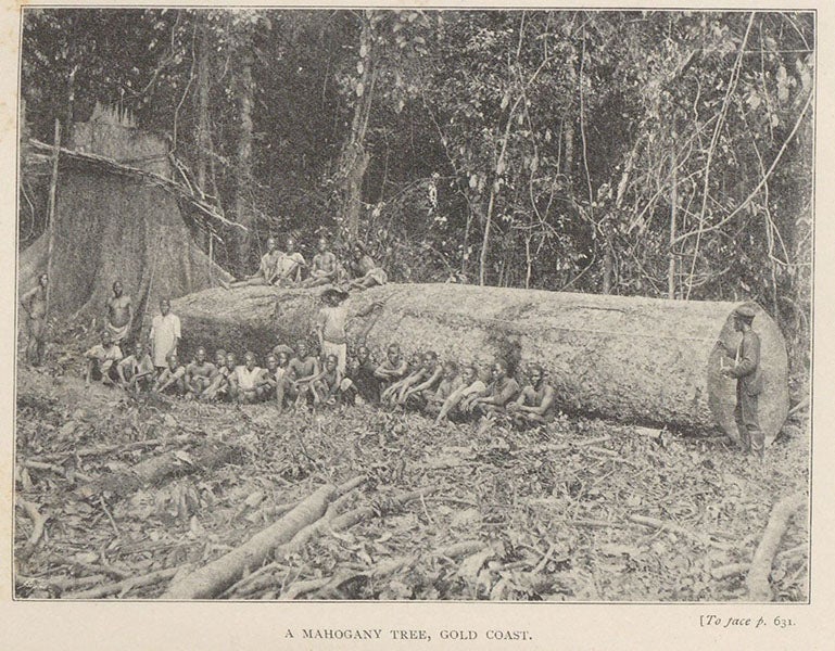 A felled mahogany tree, Gold Coast, photograph, Travels in West Africa, by Mary H. Kingsley, p. 631, 1897 (The Linda Hall)