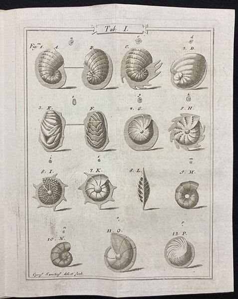 Microscopic nautiloids, engraving, Saggio orittografico: ovvero, Osservazioni sopra le terre nautilitiche ed ammonitiche della Toscana, by Ambrogio Soldani, plate 1, 1780 (Linda Hall Library)
