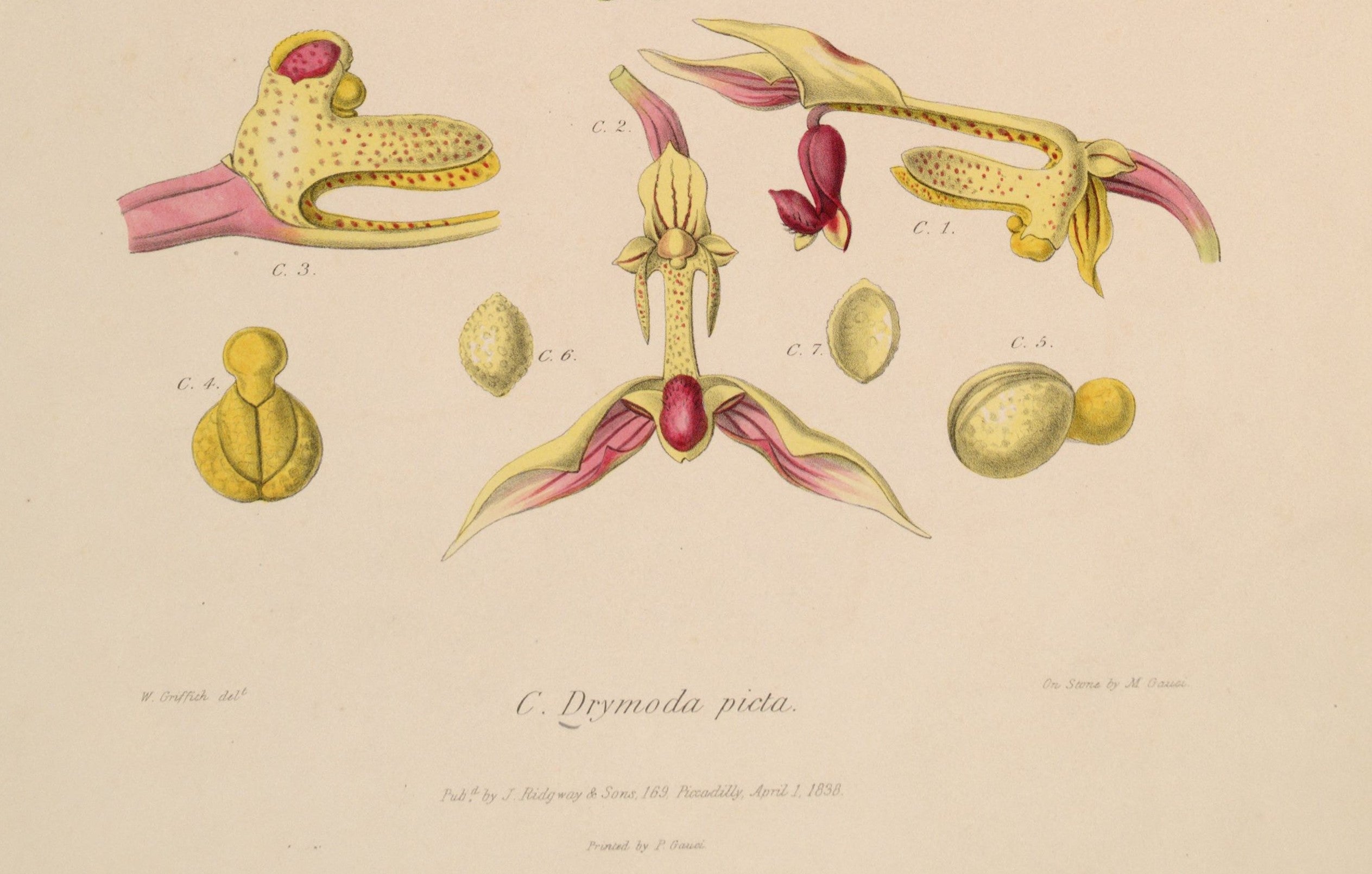 Detail of Drymoda picta. Image source: Lindley, John. Sertum orchidaceum: A Wreath of the Most Beautiful Orchidaceous Flowers. London, J. Ridgway, 1838, pl. 8.