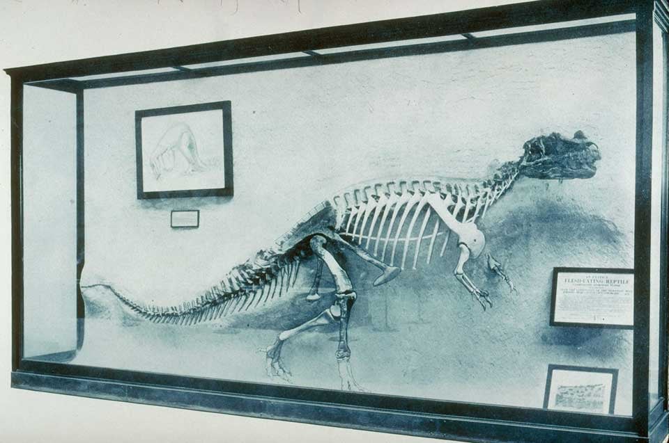 Ceratosaurus mount. This work was on display in the original exhibition as item 31. Image source: Gilmore, Charles W. Osteology of the carnivorous Dinosauria in the United States National Museum, with special reference to the genera Antrodemus (Allosaurus) and Ceratosaurus. Washington: Government Printing Office, 1920. Series: Smithsonian Institution. United States National Museum. Bulletin 110, pl. 29.