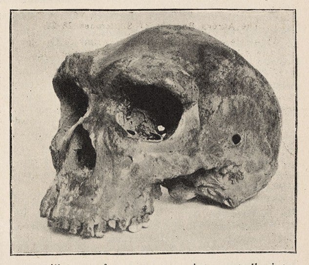 Rhodesian man skull. Image source: Woodward, Arthur Smith. “A New Cave Man from Rhodesia, South Africa.” Nature, vol. 108, Nov. 17, 1921, p. 371.