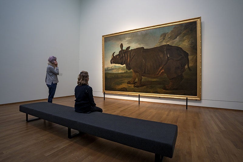 Clara the Rhino, by Jean-Baptiste Oudry, oil on canvas, 1749, on display at the Rijksmuseum, Amsterdam, 2022 (dailysabah.com)