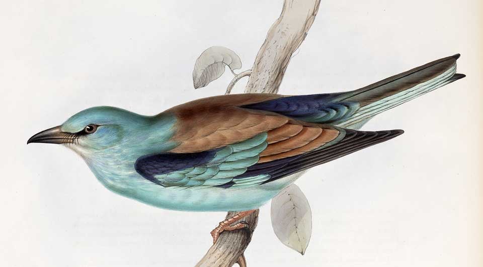 Blue Roller. Image source: Gould, John, and Elizabeth Gould. The Birds of Europe. Vol. 2, London: Printed by Richard and John E. Taylor, Published by the author, 1837, pl. 60.