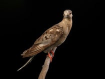 Martha, the last Passenger Pigeon, mounted and on display in the National Museum of Natural History, Smithsonian Institution, 1916 (si.edu/object)