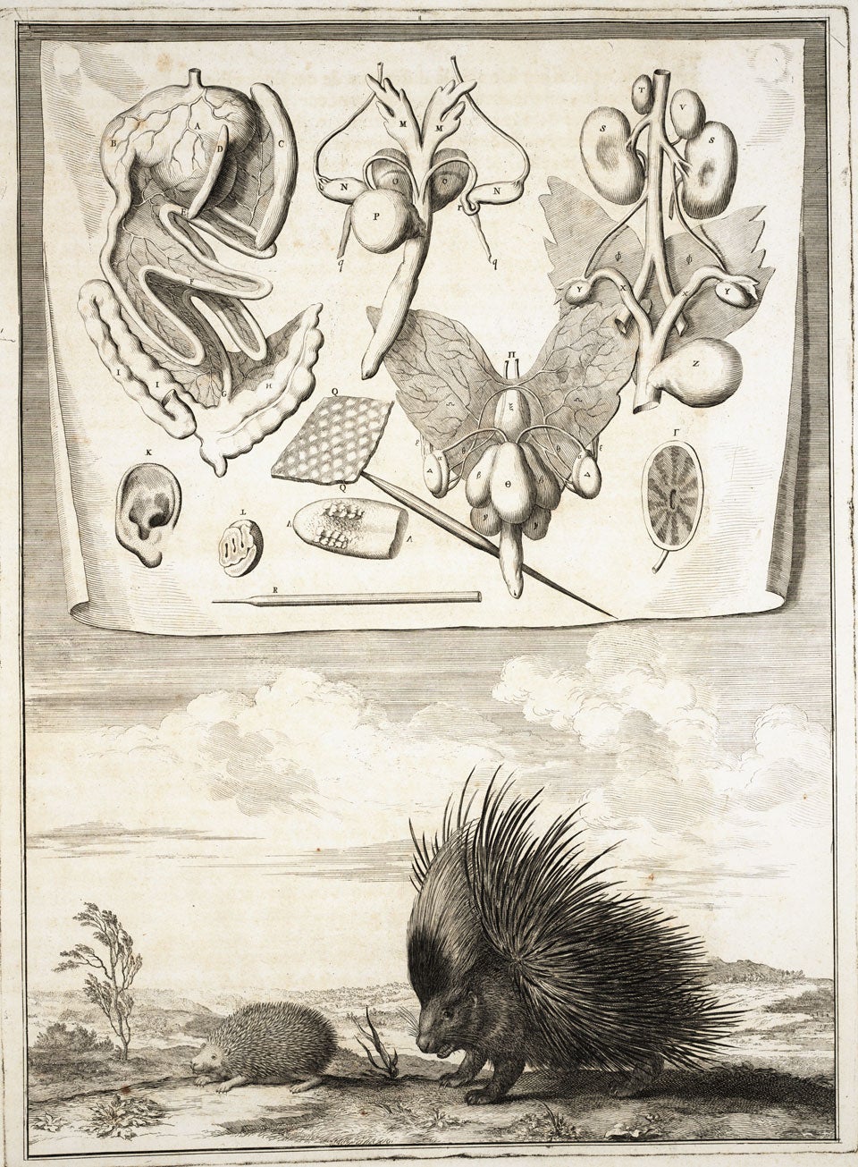 Porcupine. Image source: Perrault, Claude. Mémoires pour servir à l’histoire naturelle des animaux. A Paris: De l’Imprimerie Royale, 1676, pl. 113.