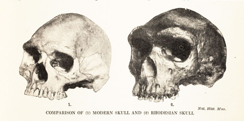 Detail of Neanderthal and Rhodesian man skulls. Image source: Wells, Herbert George. A Short History of the World. New York: Macmillan, 1922, p. 51.