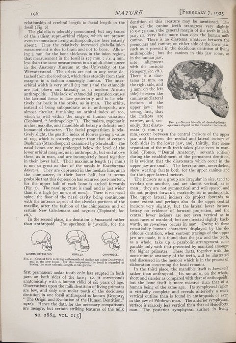 Skull comparison of Australopithecus with gorilla and chimpanzee. Image source: Dart, Raymond. ”Australopithecus africanus: The Man-Ape of South Africa.” Nature, vol. 115, Feb. 7, 1925, p. 196. 