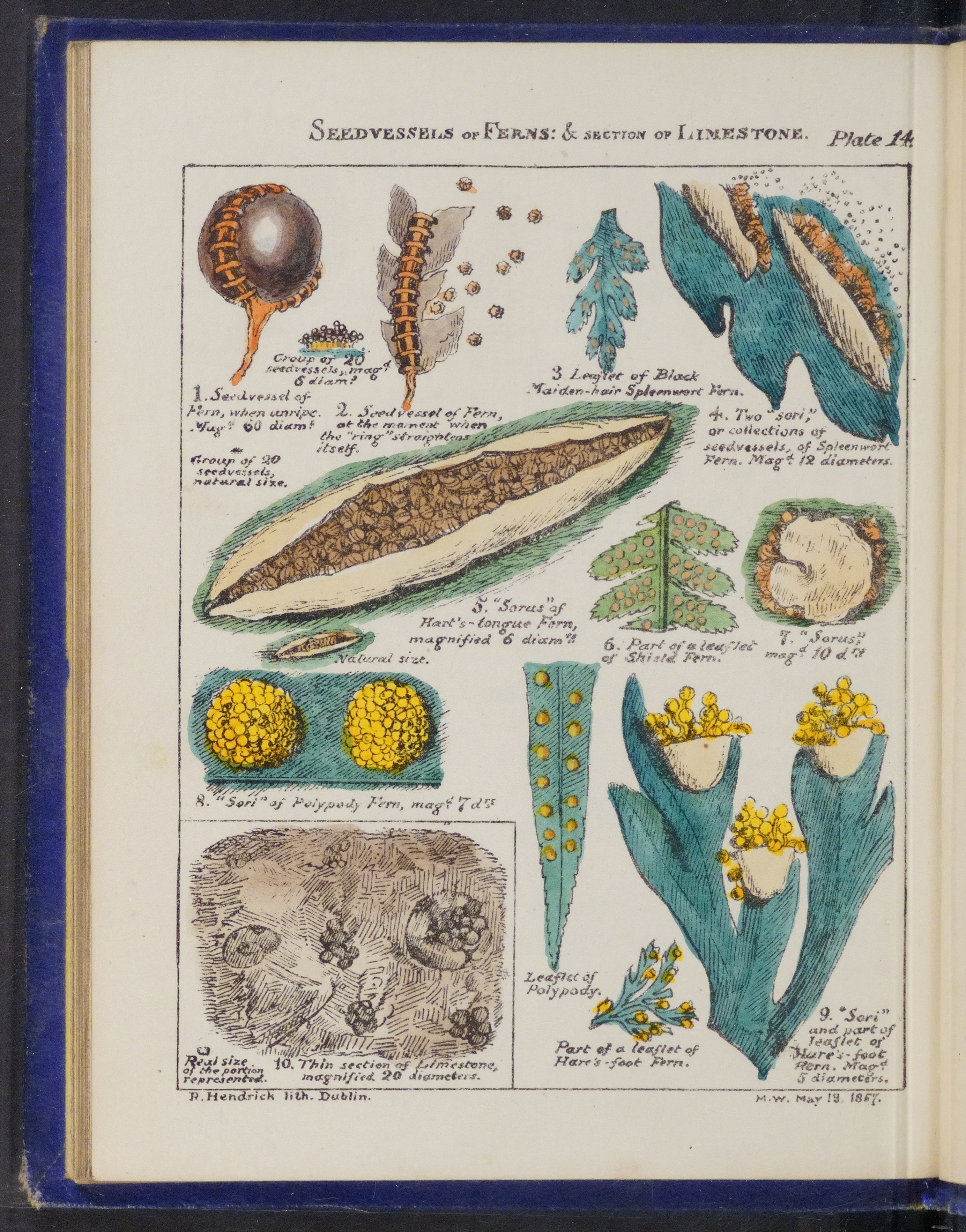 Mary Ward Sketches With the Microscope - Plate 14
