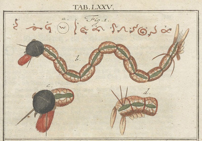 Harlequin worm, detail of hand-colored engraving, Mikroskopische Gemüths- und Augen-Ergötzung, by Martin Frobenius Ledermüller, plate 75, 1761 (The Linda Hall)