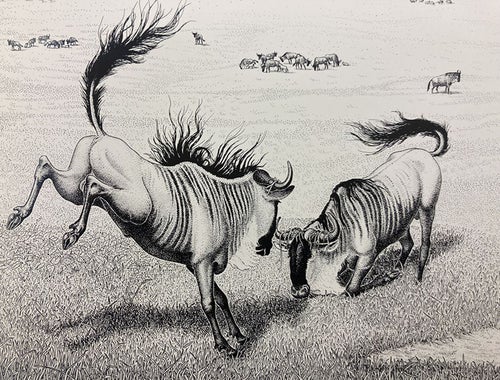 Blue wildebeest, pen and ink drawing by Sarah Landry, detail of offprint from Sociobiology: The New Synthesis, by E.O. Wilson, fig. 24-3, pp. 492-3, 1975 (Dava Sobel)