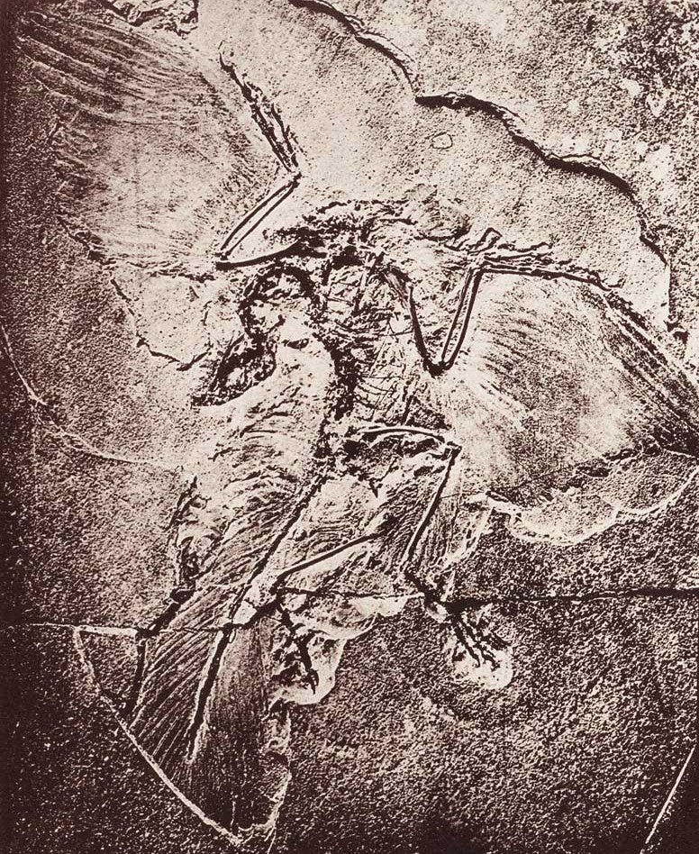 Photograph of the Berlin  Archaeopteryx. This work is part of our History of Science Collection, but it was NOT included in the original exhibition. Image source: Vogt, Carl. "Archaeopteryx macrura, an intermediate form between birds and reptiles," in: Ibis, series 4, vol. 4 (1880), pl. 13. 