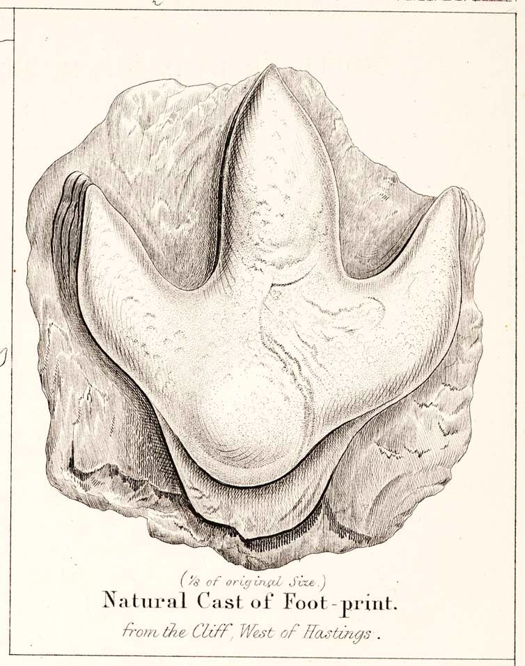 Natural cast of footprint in the wealden rocks on the beach near Hastings. This work is part of our History of Science Collection, but it was NOT included in the original exhibition. Image source: Beckles, S. H. "On the ornithoidichnites of the Wealden." Quarterly Journal of the Geological Society of London, vol. 10 (1854), pp. 456-457, pl. 19.