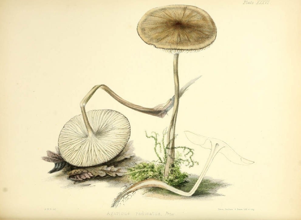 Rooting agaric, Agaricus radicatus Relhan. Hussey was a specialist in Hymenomycetes, the species that includes agarics. Image source: Hussey, Anna Maria. Illustrations of British Mycology. Vol. 1, London: Reeve, Benham and Reeve, 1847, pl. 36.
From the Missouri Botanical Garden Library.
