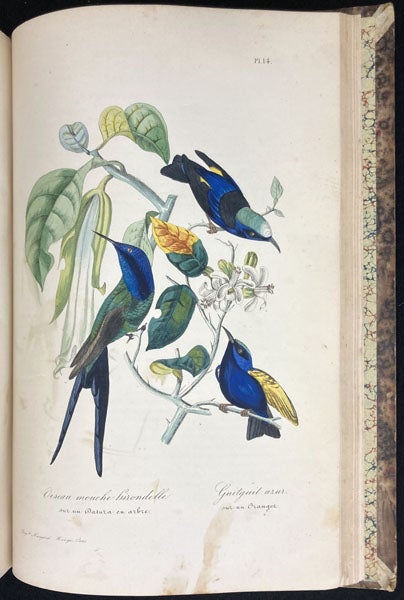 Hummingbirds, colored woodcut?, Le muséum d'histoire naturelle, by Paul-Antoine Cap, part 2, plate 14, p. 168, 1854 (Linda Hall Library)