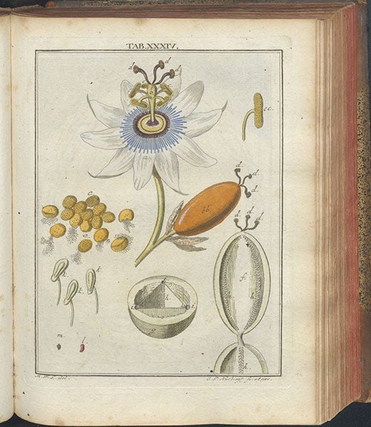 Passionflower, hand-colored engraving, Mikroskopische Gemüths- und Augen-Ergötzung, by Martin Frobenius Ledermüller, plate 34, 1761 (The Linda Hall)