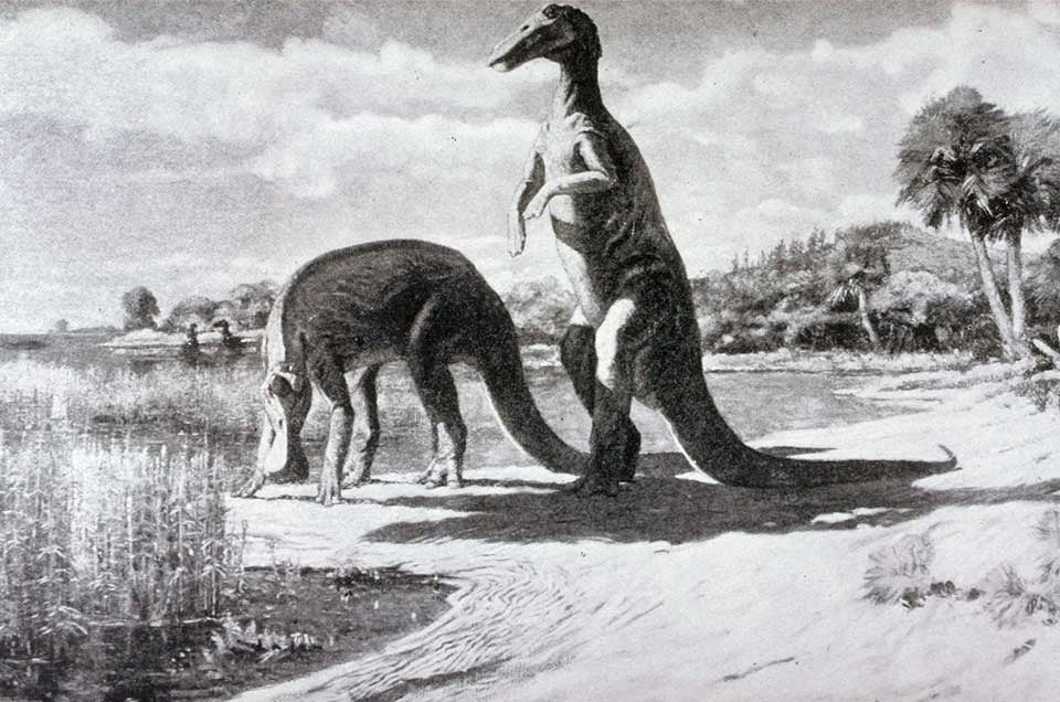 Preliminary restoration of the Trachodon. This work is part of the Library Collections, but it is NOT on display. Image source: Osborn, Henry Fairfield. "Integument of the iguanodon dinosaur Trachodon," in: Memoirs of the American Museum of Natural History, new series, vol. 1 (1912), p. 52.
