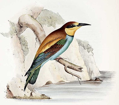 European bee-eater. Image source: Gould, John, and Elizabeth Gould. The Birds of Europe. London: Printed by Richard; John E. Taylor, 1837, pl. 59.