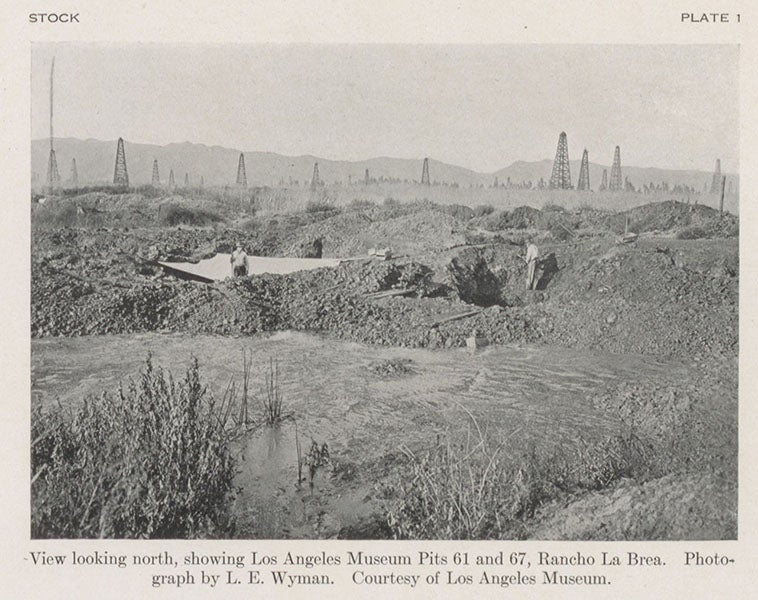 View of two of the tar pits at Rancho La Brea, with oil derricks in the background, photograph in Cenozoic Gravigrade Edentates of Western North America, by Chester Stock, top of plate 1 at end, 1925 (Linda Hall Library)
