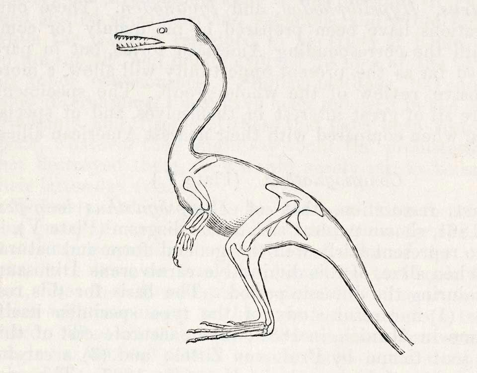 Sketch of Compsognathus lonaines. This work was on display in the original exhibition as item 15. Image source: Marsh, Othniel C. "Restoration of some European dinosaurs, with suggestions as to their place among the Reptilia," in: American Journal of Science, series 3, vol. 50 (1895), p. 410.