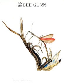 Ravenala madagascariensis (Traveller’s palm) with stick insect. Watercolour 22” X 14”. 