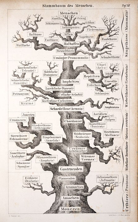 Graphical depiction of the evolutionary tree. Image source: Haeckel, Ernst. Anthropogenie oder Entwickelungsgeschichte des Menschen. Leipzig: Verlag von Wilhelm Engelmann, 1874, pl. 12.