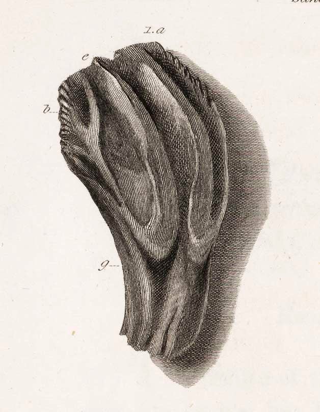 Detail of Iguanodon tooth. This work was on display in the original exhibition as item 2. Image source: Mantell, Gideon. "Notice on the Iguanodon, a newly discovered fossil reptile, from the sandstone of Tilgate Forest, in Sussex," in: Philosophical Transactions of the Royal Society of London, vol. 115 (1825), p. 186, pl. 14.