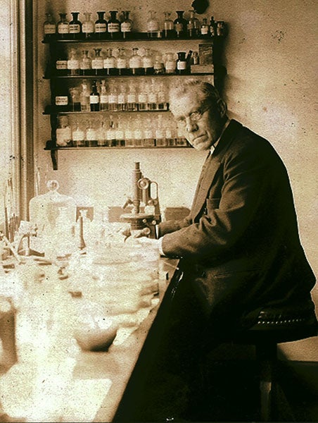 Martinus Beijerinck at work in his Delft laboratory, 1921 (Wikimedia commons)