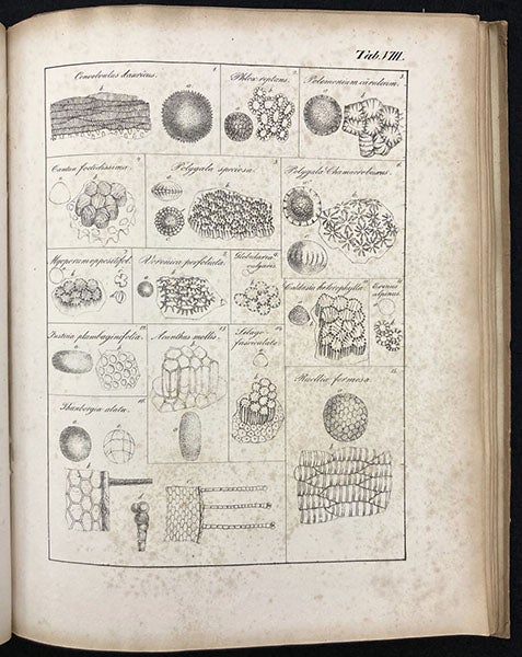 More pollen grains and anther fibers, as viewed with a simple microscope, lithograph in De cellulis antherarum fibrosis nec non de granorum pollinarium commentatio phytotomica, by Jan Evangelista Purkynĕ, plate 8, 1830 (Linda Hall Library)