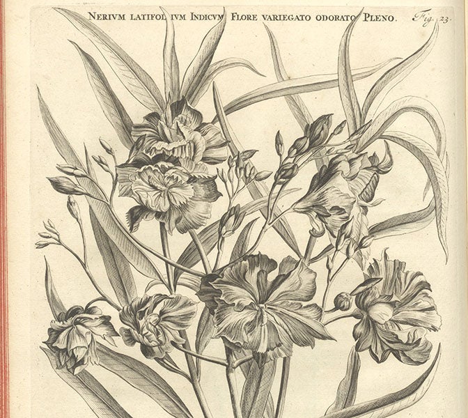 Nerium latifolium Indicum, an oleander, detail of an engraving after Jan or Maria Moninckx, Horti medici amstelodamensis, by Jan Commelin, vol. 1, fig. 23, 1697 (Linda Hall Library)